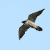 9月25日絵鞆半島の渡り鳥、ハヤブサが飛びました。