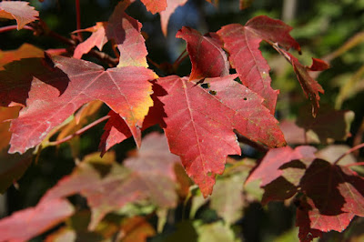 maple turned maroon