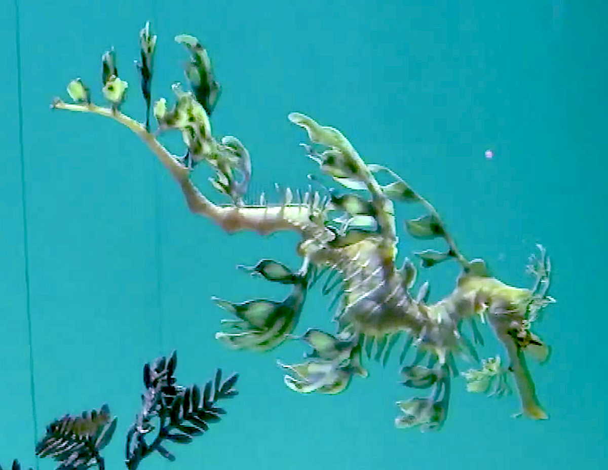 Aquarium Movies Japan Archive 生きている魚図鑑 リーフィーシードラゴン Leafy Sea Dragon Phycodurus Eques