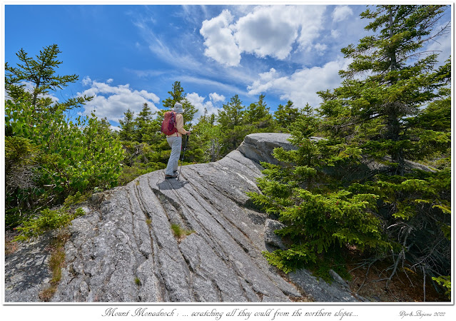 Mount Monadnock: ... scratching all they could from the northern slopes...