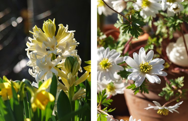 Hvide anemoner og hyacinter i forårshaven
