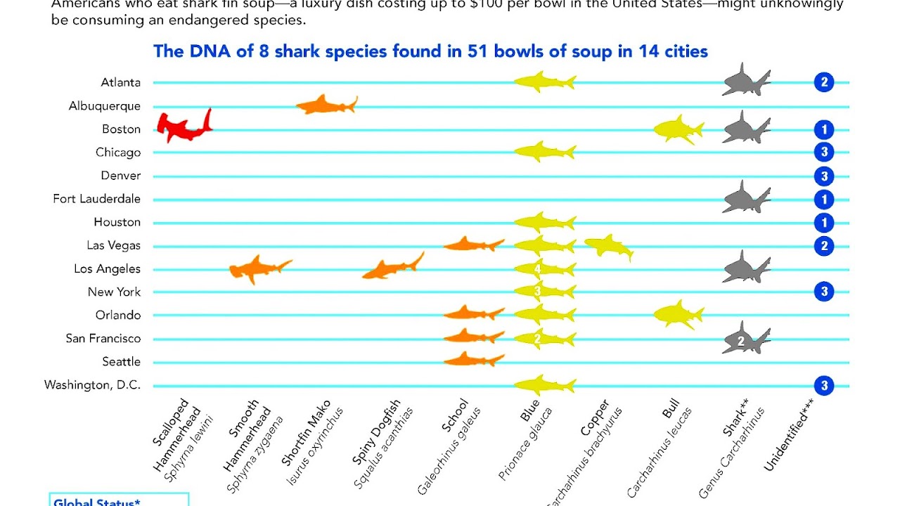 Why Sharks Are Endangered