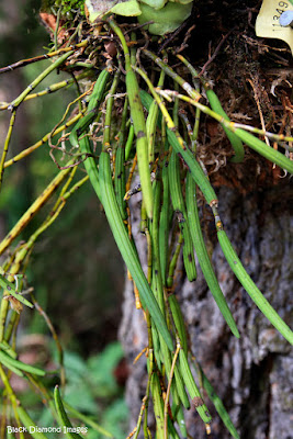 Dockrillia schoenina care and culture