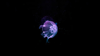 Jellyfish Wallpaper