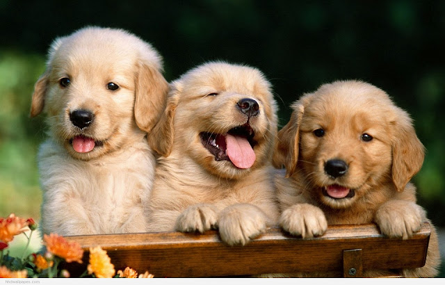 Beautiful Cute Puppies Wallpapers