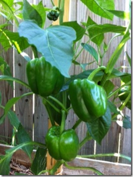 pepper