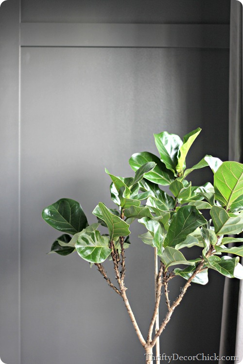 fiddle leaf fig
