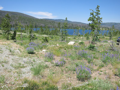 lupines in Snowy Range, Wyoming