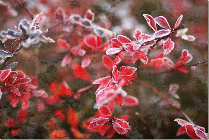 11311_Barberry bush_Cement
