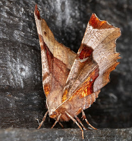 Purple Thorn, Selenia tetralunaria.  In my garden light trap on 21 April 2018.