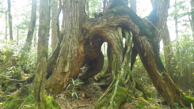 奥白髪山 八反奈路のヒノキ達