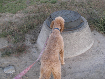 And we played tugofwar with the leash Mom said she had to take this 