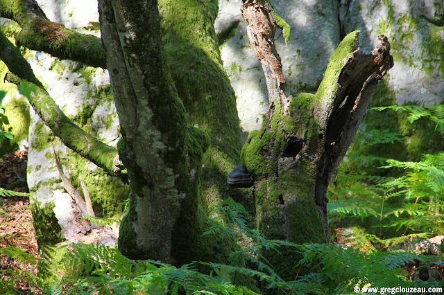 Hêtre remarquable du Rocher Canon, Fontainebleau, 2013, (C) Greg Clouzeau