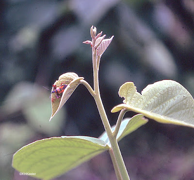shieldbug with prey (ant) on Ipomoea carnea leaf