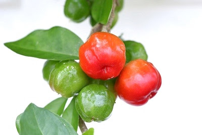 acerola