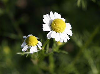 White Flowers