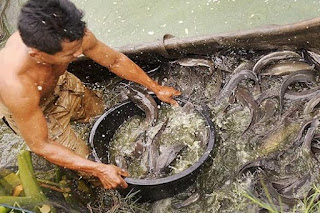 Cara Budidaya Ikan lele