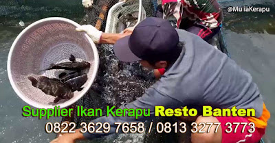 Supplier Ikan Kerapu Resto Banten
