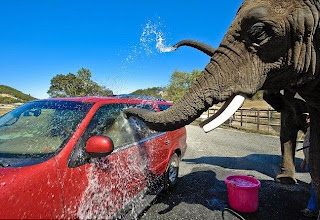 elephant pictures red car wash
