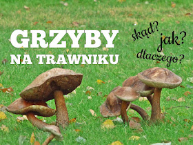 skąd jak i dlaczego na trawniku rosną grzyby