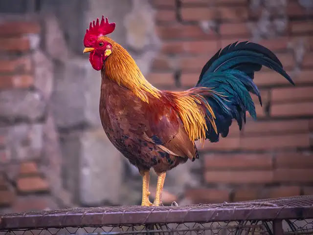 57 Fascinating Facts About Roosters: From Their Crowing Patterns to Their Ecological Role