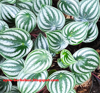 jual peperomia watermelon