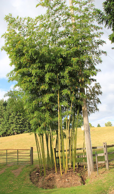 Bamboo Garden Edging5