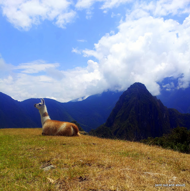 {ErinOutandAbout} The llamas of Machu Picchu