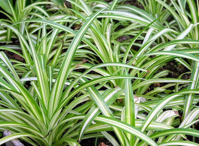 Desain Taman INILAH TANAMAN HIAS DAUN TAHAN BANTING  Tanaman Hias Cantik