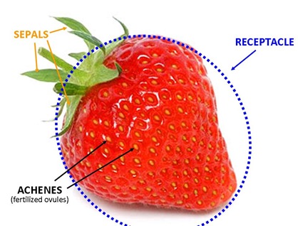 Strawberry Parts