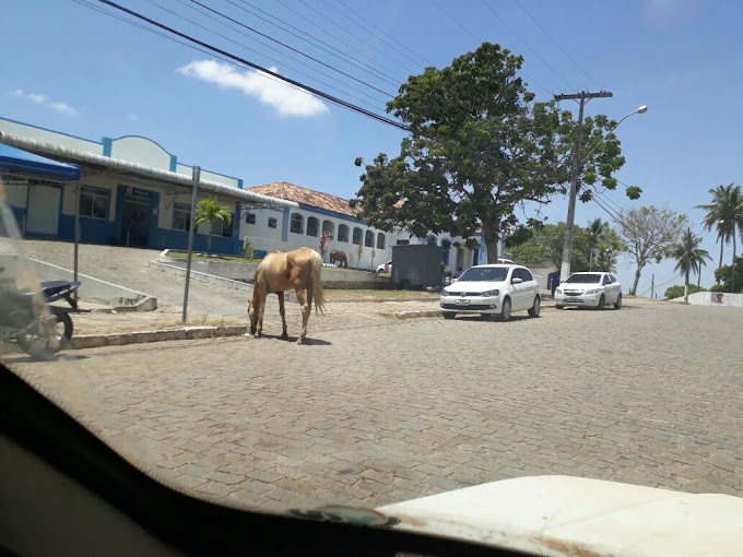 Animal é flagrado passeando livremente em frente ao Hospital de Inhambupe