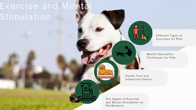  Exercise and Mental Stimulation of Pet Care