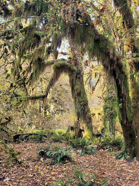 Hoh Rain Forest, trees and moss