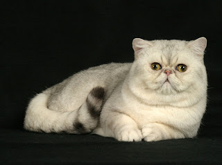 exotic shorthair persian cat puss pussy pussycat grimalkin kat mace pisik kotka gat macka kocka kass pusa kissa gato katze macska kottur kakis kate qattus kot pisica macka katt kedi con meo kucing pets huisdieren animaux de compagnie Haustiere animais Animale de companie animales domesticos husdjur Evcil Hayvan anifeiliaid anwes domace zvali binatang kesayangan augintiniai animali domestici peatai bet kay lemmikit mga alagang hayop domaci zvirata kucni ljubimci animals domestics maskotak binatang peliharaan species