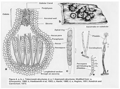  berasal dari bahasa Latin yaitu fungus sedangkan dari bahasa Jerman yaitu sphongos  Pintar Pelajaran Fungi : Struktur Sel, Dinding Sel, Organel, Contoh, Hifa, Yeast, Khamir, Kapang, Cendawan, Bentuk