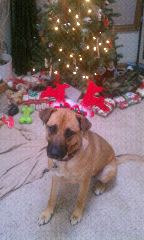 A very Hapa Christmas