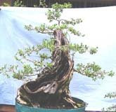 stek bonsai