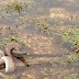 (19 gambar) Aksi ular sawa sedang makan buaya