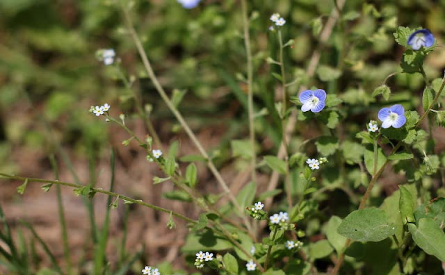 Veronica Persica Flowers Pictures