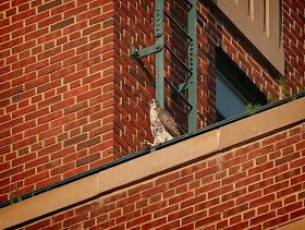 Tompkins Square hawk fledgling atop the Christodora