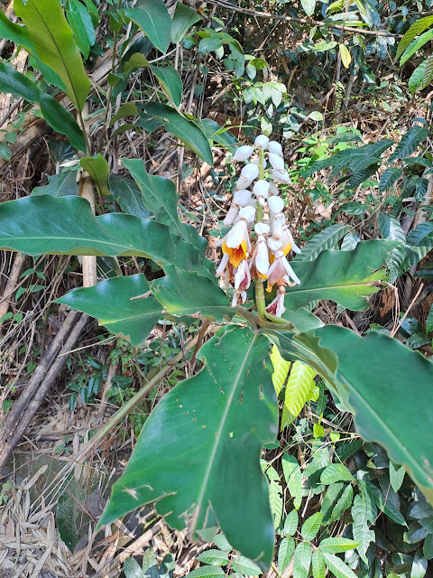 Alpinia macroura