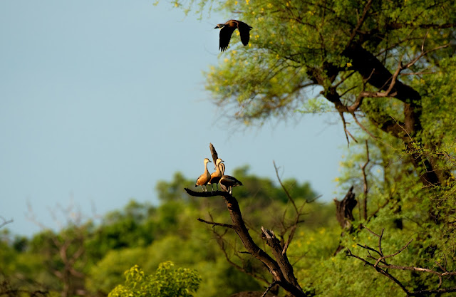 Bharatpur birding birds nature wildlife travel conservation