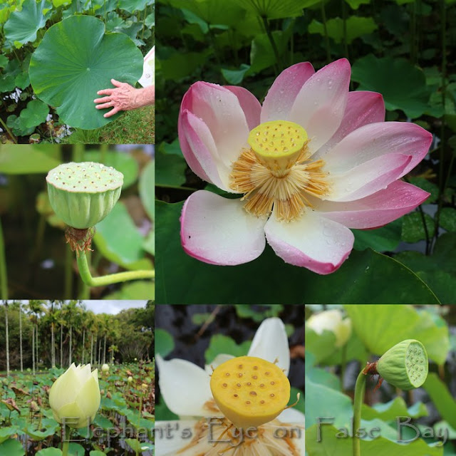 Pink and white lotus Pamplemousses November