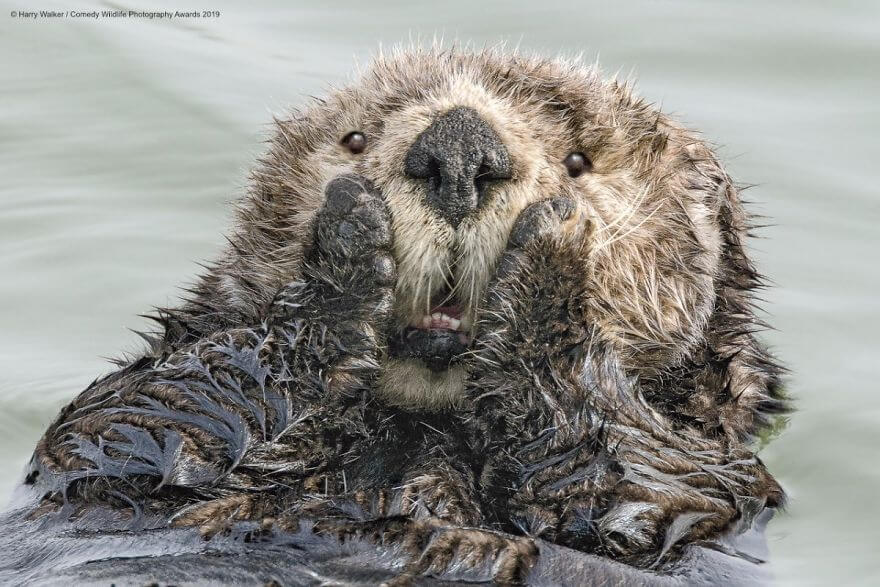 Hilariously Adorable Entries From The 2019 Comedy Wildlife Photography Awards