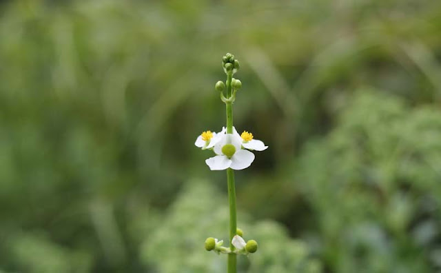 Broadleaf Arrowhead Flowers Pictures