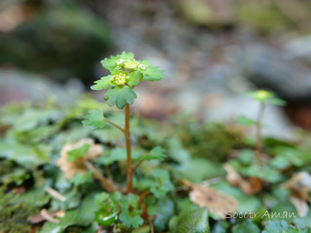 Chrysosplenium flagelliferum