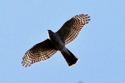 Eurasian Sparrowhawk