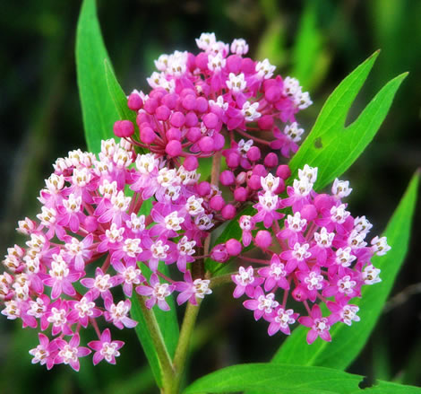 Asclepias incarnata - Swamp Milkweed Rose