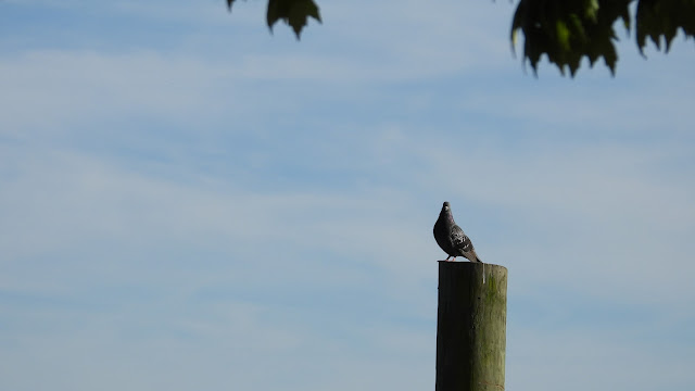 Riverfront Park, Palatka