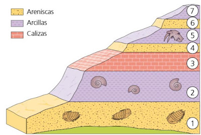 Resultado de imagen de estratos con fósiles
